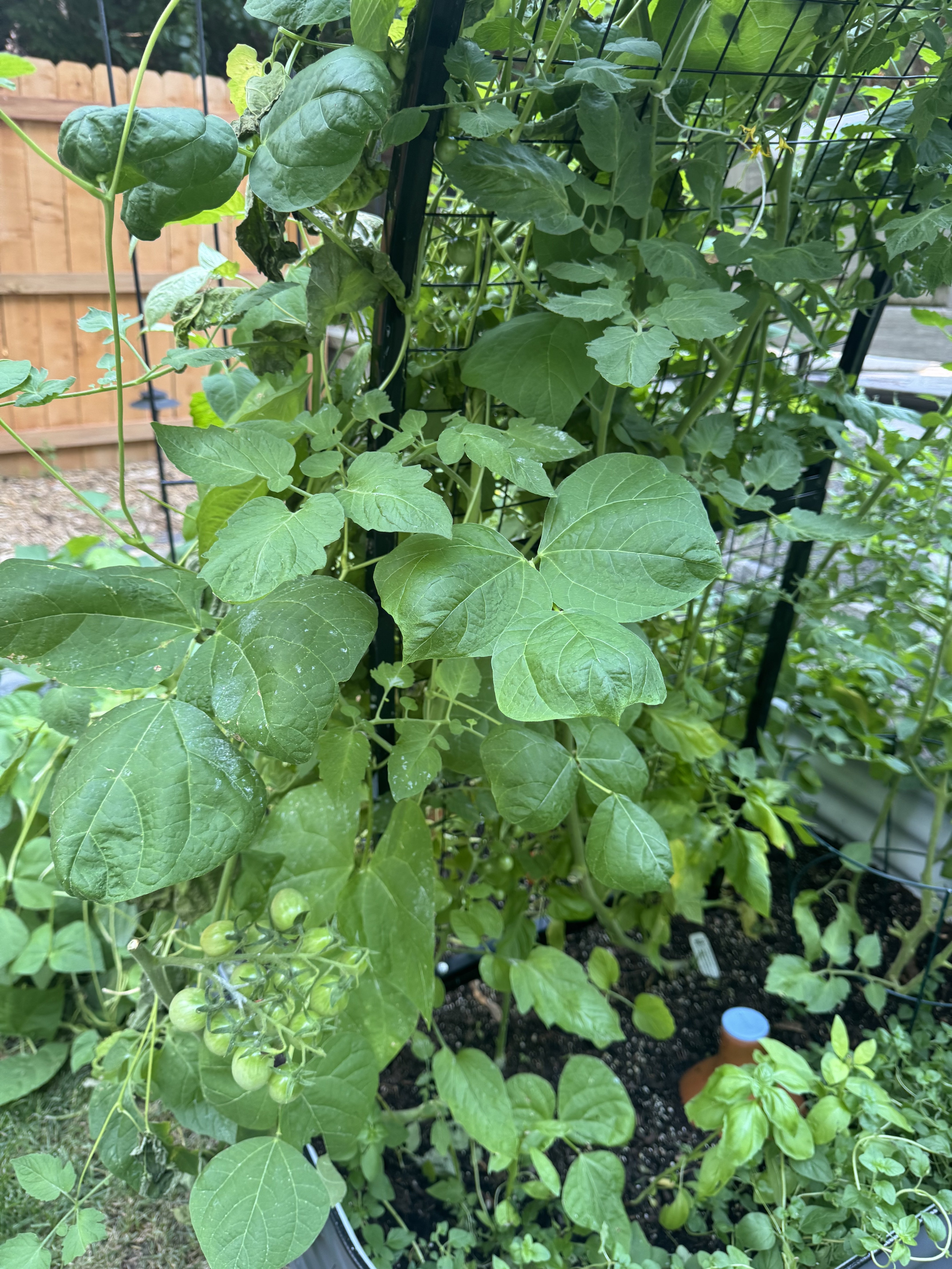 Raised vegetable garden beds with tomatoes and trellis behind a 100-year-old house