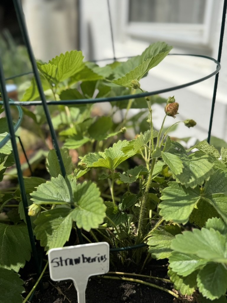 Strawberry plants with handwritten plant label in the Wild Sage House herb and cutting bed