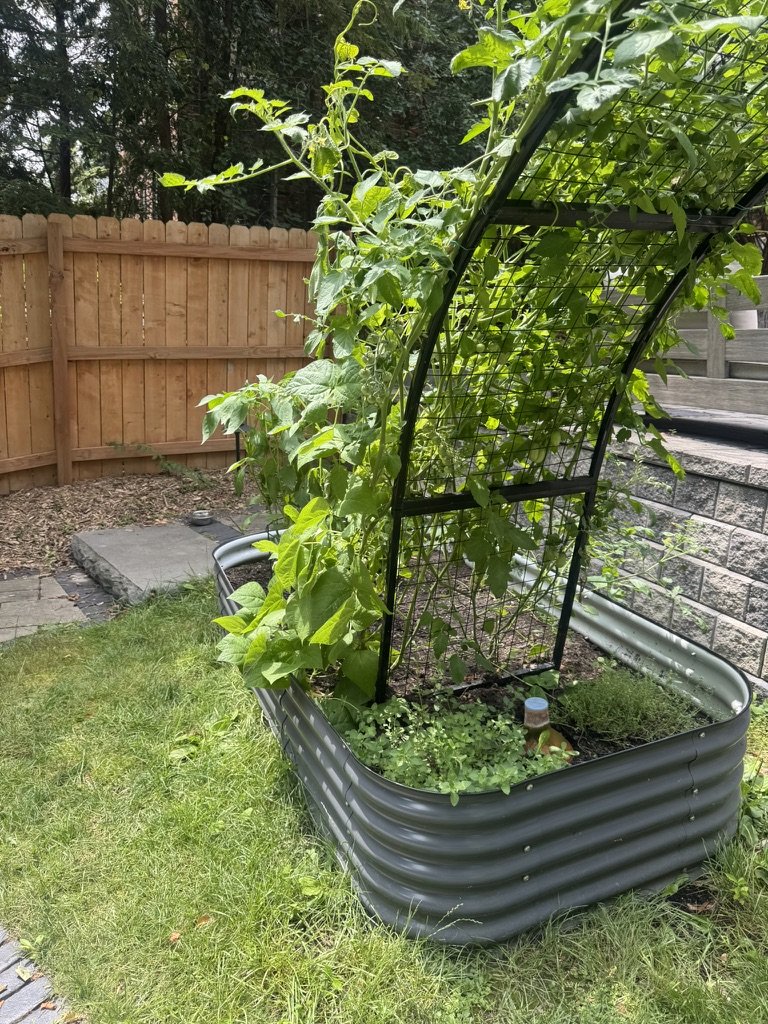 Galvanized raised garden bed with trellis arch and climbing cucumber vines — Wild Sage House kitchen garden