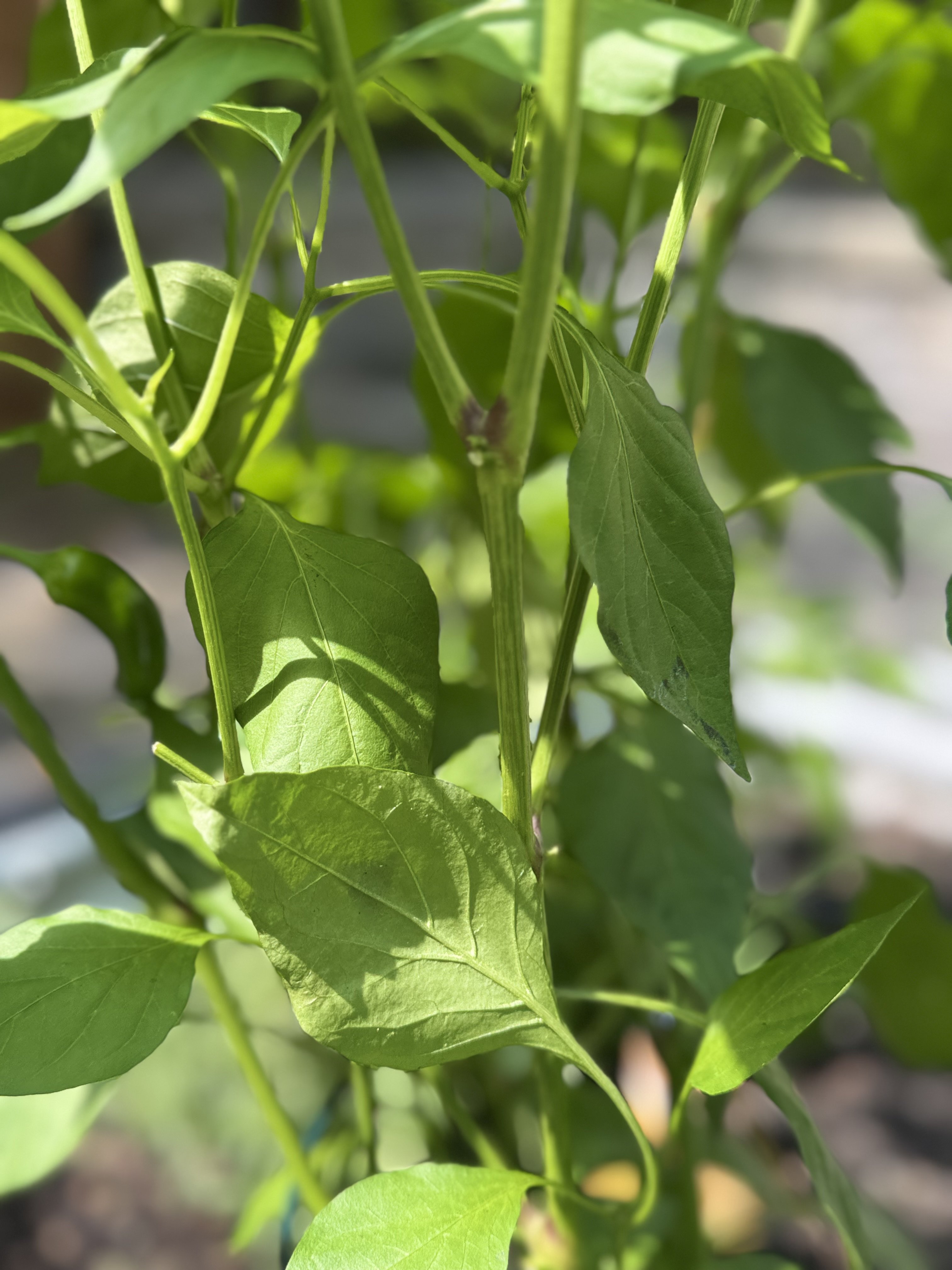 Close-up of organic tomato and pepper plants growing in a raised bed