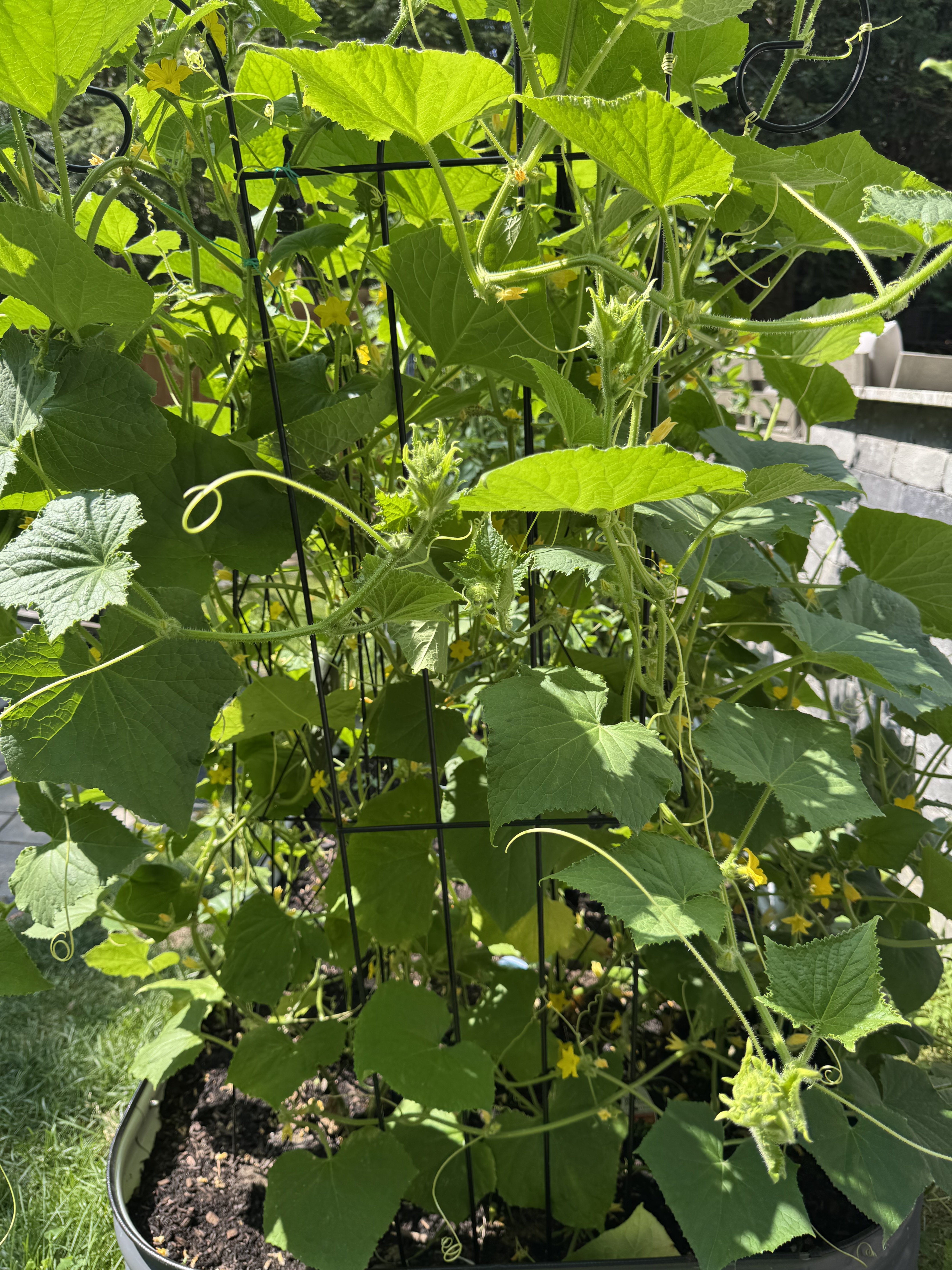 Cucumber vines climbing a garden trellis in a raised organic vegetable bed